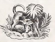ANIMAL_0148